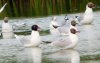 Mediterranean Gull at Fleet Head (Steve Arlow) (69994 bytes)